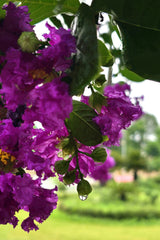 35 PURPLE CREPE MYRTLE Lagerstroemia Indica Flowering Shrub Bush Small Tree Seeds