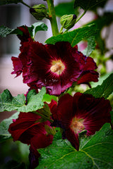 25 BURGUNDY RED HOLLYHOCK Alcea Rosea Flower Seeds Perennial