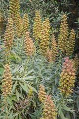 50 RUSTY FOXGLOVE Hummingbird Flower Digitalis Ferruginea Yellow Herald Seeds