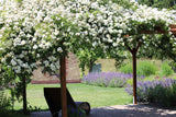 5 WHITE CLIMBING ROSE Rosa Bush Vine Climber Fragrant Butterfly Flower Seeds