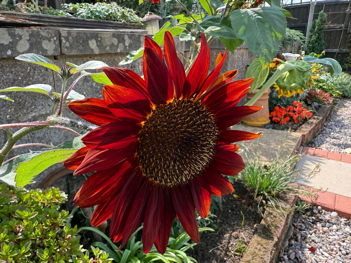 25 RED SUN SUNFLOWER Helianthus Annuus Flower Seeds
