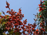 5 FLAME OF THE FOREST Tree Butea Monosperma Palash Orange Red Flower Seeds