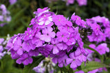 10 Tall PURPLE PHLOX Paniculata Garden Summer Native Hummingbird Flower Seeds