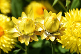 50 YELLOW DOUBLE STRAWFLOWER  Xerochrysum Bracteatum Helichrysum Flower Seeds
