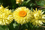 50 YELLOW DOUBLE STRAWFLOWER  Xerochrysum Bracteatum Helichrysum Flower Seeds