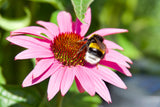 50 PINK BABY CONEFLOWER Echinacea Pallida Flower Seeds