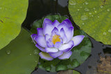 3 Organic Mixed Colors LOTUS Nelumbo Nucifera Pond Water Lily Lilypad Blue Red Flower Large Seeds