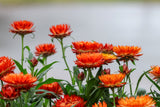 100 ORANGE DOUBLE STRAWFLOWER Xerochrysum Bracteatum Helichrysum Monstrosum Flower Seeds