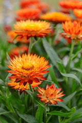 100 ORANGE DOUBLE STRAWFLOWER Xerochrysum Bracteatum Helichrysum Monstrosum Flower Seeds