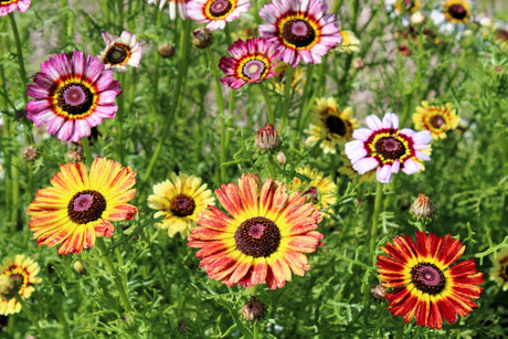 250 TRICOLOR PAINTED DAISY (Pyrenthrum Daisy) Chrysanthemum Carinatum Flower Seeds