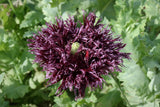 250 BLACK Swan PEONY POPPY Papaver Somniferum Dark Burgundy Double Flower Seeds