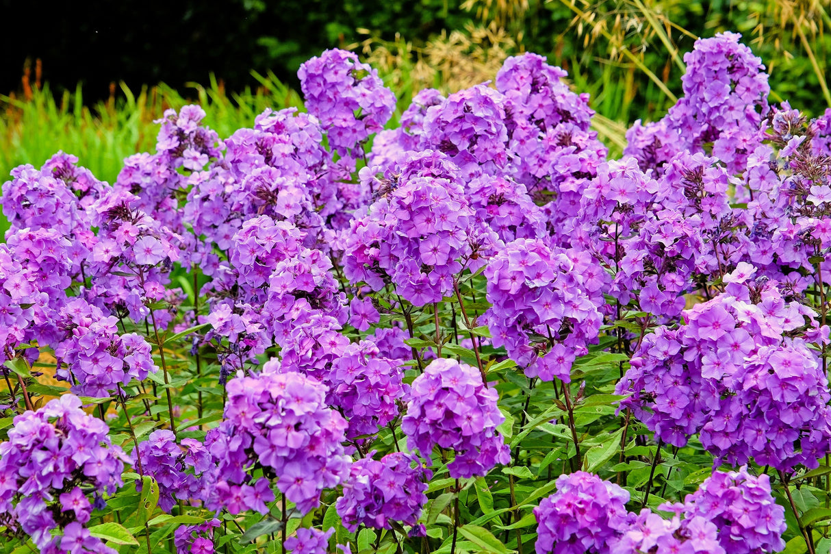 10 Tall PURPLE PHLOX Paniculata Garden Summer Native Hummingbird Flower Seeds