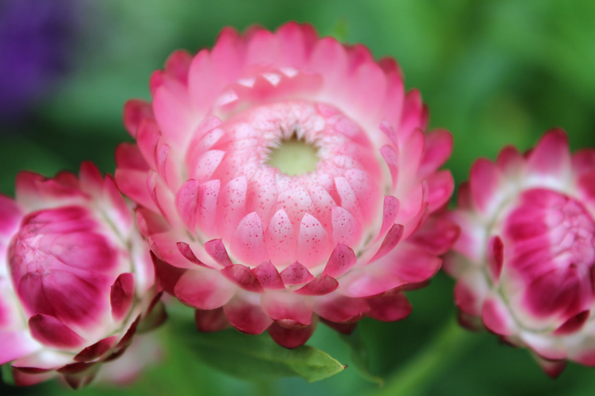 50 PINK DOUBLE STRAWFLOWER Helichrysum  Xerochrysum Bracteatum Flower Seeds