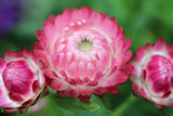 50 PINK DOUBLE STRAWFLOWER Helichrysum  Xerochrysum Bracteatum Flower Seeds
