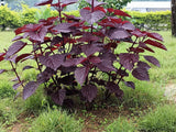 300 PURPLE SHISO aka PERILLA Frutescens Ornamental Herb Seeds Green & Purple