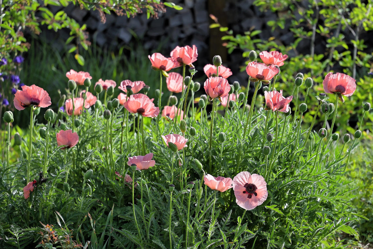 100 Princess Victoria Louise ORIENTAL POPPY Papaver Orientale Flower Seeds