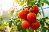 500 ACE 55 TOMATO Lycopersicon Lycopersicum Fruit Vegetable Seeds