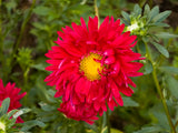 1000 POWDER PUFF ASTER Mix Callistephus Chinensis Flower Seeds