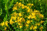 1500 Great SAINT JOHNS WORT St John's Hypericum Pyramidatum Yellow Flower Herb Seeds