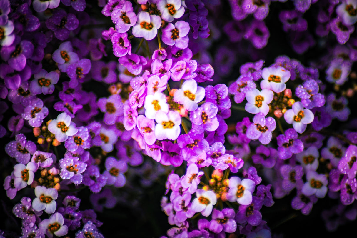 100 EASTER BONNET ALYSSUM Lobularia Maritima Bright Violet Purple Flower Seeds