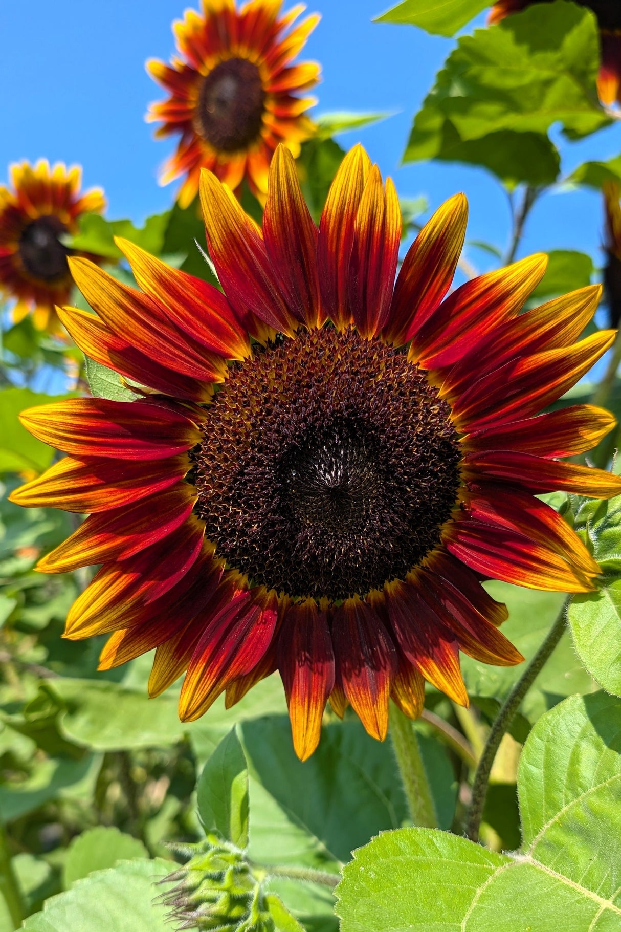 25 INDIAN BLANKET SUNFLOWER Helianthus Annuus Mixed Colors Flower Seeds
