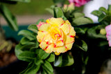 10 Mixed DESERT ROSE / ADENIUM Obesum African Houseplant Flower Seeds