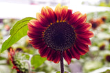 100 AUTUMN BEAUTY SUNFLOWER Helianthus Annuus Flower Seeds