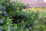 50 Northern HIGHBUSH BLUEBERRY BUSH Vaccinium Fruit Shrub Blue Berry White Flower Seeds
