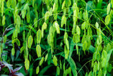 100 RIVER OATS (Northern Sea Oats / Inland Oats) Ornamental Uniola Latifolia Grass Seeds