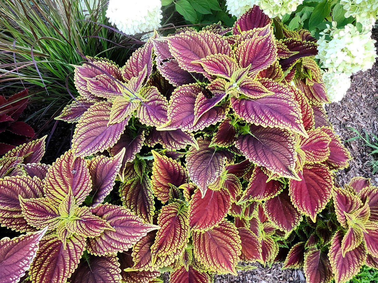 100 Mixed Colors COLEUS RAINBOW MIX Shade Houseplant Solenostemon Flower Seeds