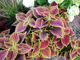 100 Mixed Colors COLEUS RAINBOW MIX Shade Houseplant Solenostemon Flower Seeds
