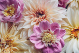 50 EARLY BIRD DAHLIA Mixed Colors Flower Seeds