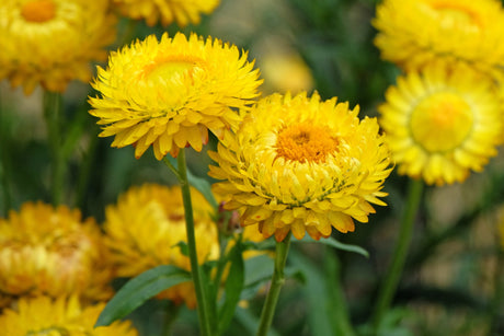 50 YELLOW DOUBLE STRAWFLOWER  Xerochrysum Bracteatum Helichrysum Flower Seeds