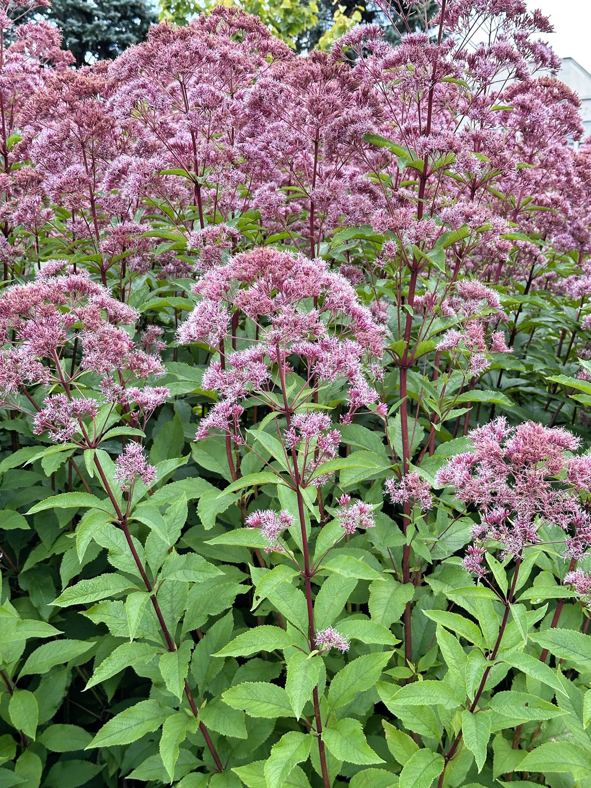 50 Pink JOE PYE WEED Eupatorium Maculatum Flower Seeds