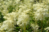 20 QUEEN of the MEADOW Filipendula Ulmaria Meadowsweet Native Prairie Fragrant White Flower Seeds