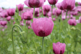 1000 SINGLE LILAC POPPY Papaver Somniferum Purple Heirloom Flower Seeds