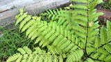 1000 + SENSITIVE FERN Onoclea Sensibilis aka Bead or Sympathy Fern Spores Seeds