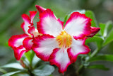 10 Mixed DESERT ROSE / ADENIUM Obesum African Houseplant Flower Seeds