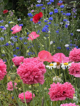 250 Bombast ROSE PEONY POPPY Papaver Peoniflorum Flower Seeds
