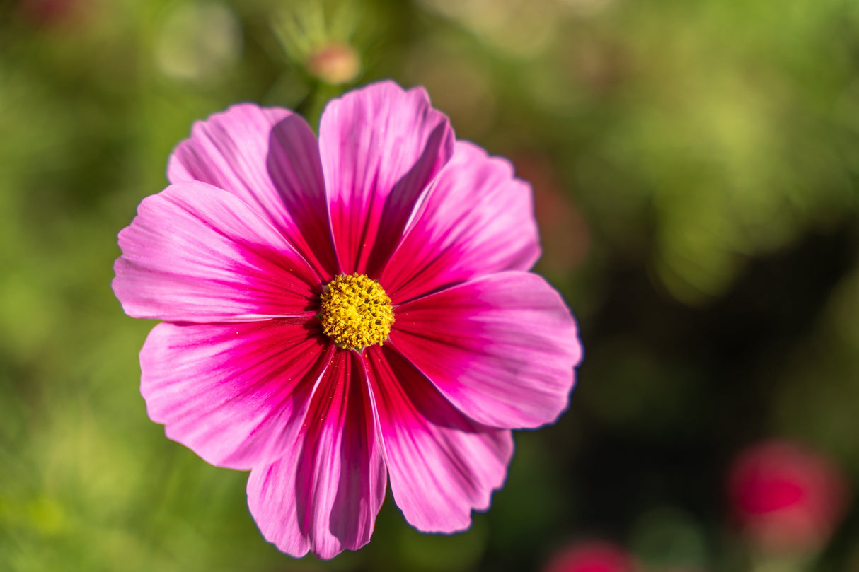 150 Pink COSMOS RADIANCE Bipinnatus Flower Seeds