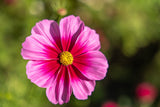 150 Pink COSMOS RADIANCE Bipinnatus Flower Seeds