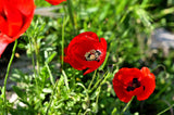 100 RED TURKISH POPPY Heirloom Papaver Somniferum Flower Seeds