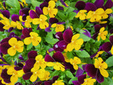 50 Dark JOHNNY JUMP UP Violet Viola Tricolor Flower Seeds