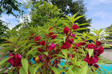 100 Mixed Colors DOUBLE CAMELLIA IMPATIENS (Balsam / Lady Slipper / Touch Me Not) Impatiens Balsamina Flower Seeds