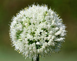 500 SOUTHPORT White Globe BUNCHING ONION Allium Cepa Vegetable Seeds