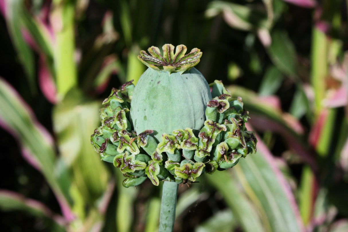 100 HENS and CHICKS Poppy Hens & Chickens Breadseed Lettuce Leaf Papaver Somniferum Flower Seeds