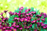 50 PURPLE ROBE SAXIFRAGA Arendsii Moss Rockfoil Evergreen Flower Seeds