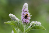 250 PEPPERMINT MINT Mentha Piperita Herb Flower Seeds