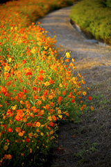 300 BRIGHT LIGHTS COSMOS Mix Mixed Colors Red Orange Yel Bipinnatus Flower Seeds
