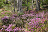 100 Scotch TRUE HEATHER Shrub Scot's Purple Pink Flower Calluna Vulgaris Seeds